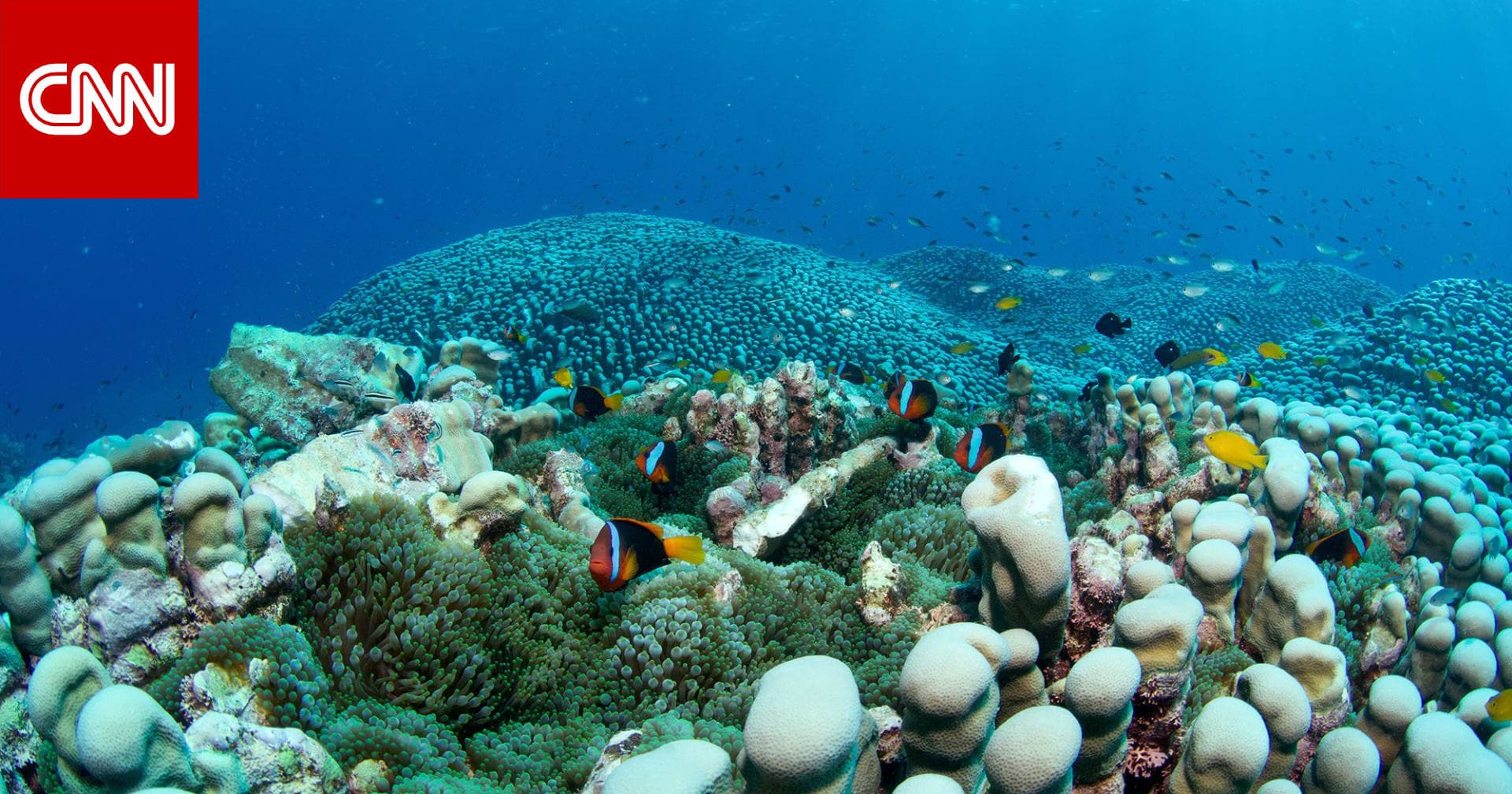 أم وبنتها يكتشفوا أكبر مستعمرة مرجانية في العالم